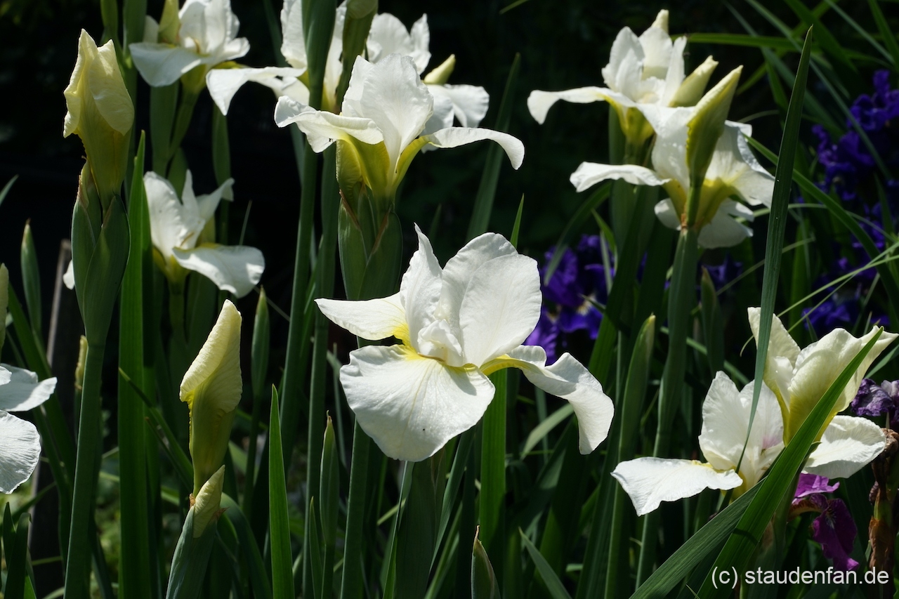Iris sibirica 'Dreaming Late'.