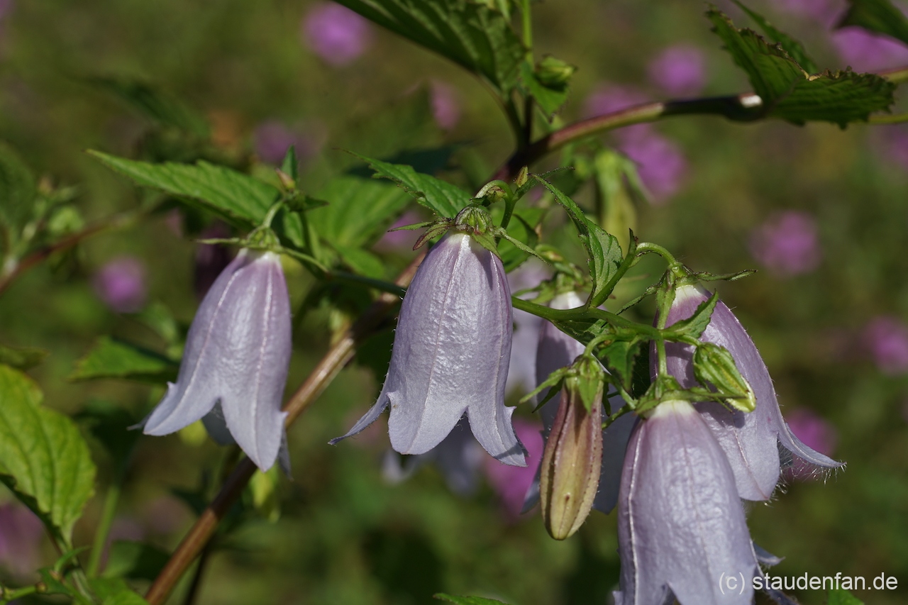 Campanula 'Swannables' besitzt eine eigentümliche Farbe.