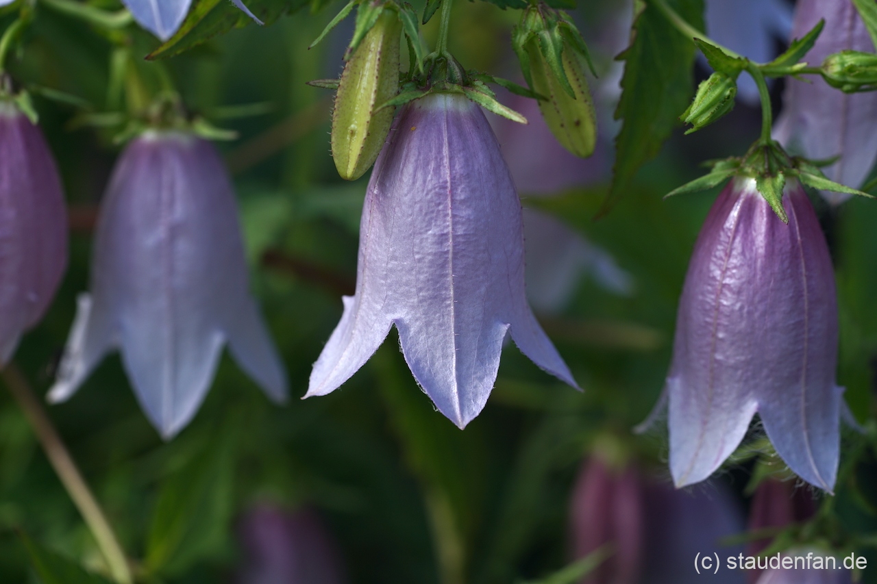 Campanula 'Swannables' besitzte eine grauviolette Farbe.