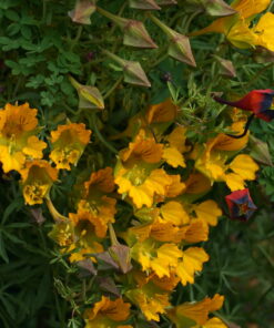 Tropaeolum leptophyllum zusammen mit Tropaeolum tricolor.