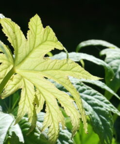 Begonia pedatifida 'Apalala' wirkt durch das tief eingeschnittende Laub sehr exotisch.
