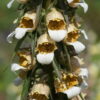 Digitalis trojana.