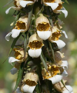 Digitalis trojana.