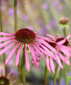 Echinacea laevigata CWAH201844.