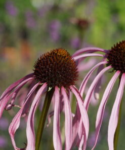 Echinacea laevigata CWAH201844 braucht offene und sonnige Standorte.