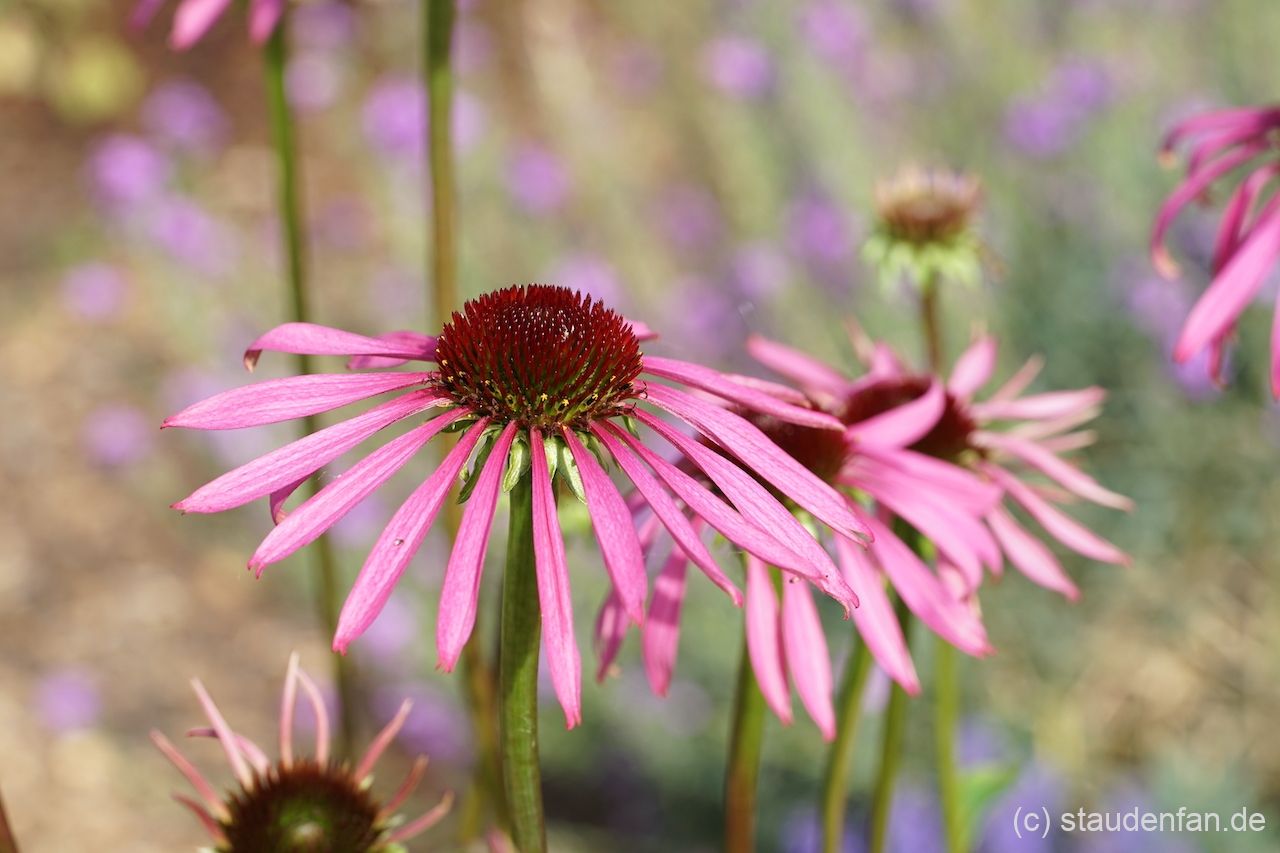 Echinacea laevigata CWAH201844.