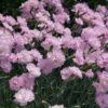 Dianthus 'Slot Ter Nisse'.