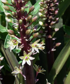 Eucomis comosa 'Sparckling Burgundy'.