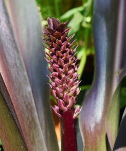 Eucomis comosa 'Sparckling Burgundy' noch junger Blütenstand.