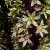 Eucomis comosa 'Sparckling Burgundy' zeigt zum Ende der Blütezeit weißgrüne Blüten.
