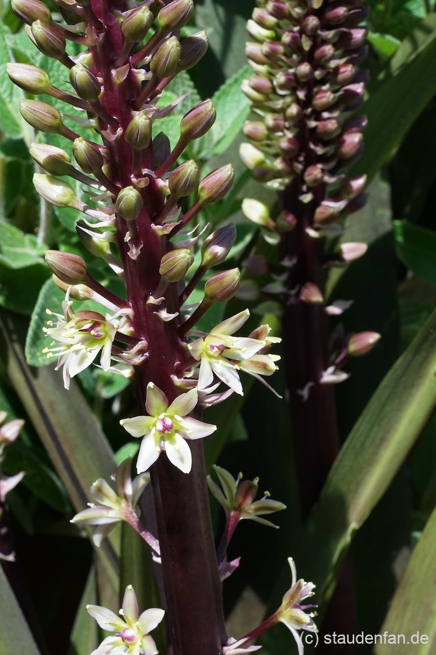 Eucomis comosa 'Sparckling Burgundy'.
