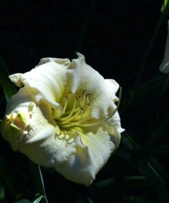 Hemerocallis 'Welfo White Diamond' besitzt schöne runde Blüten.