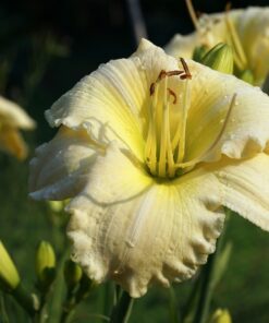 Hemerocallis 'Welfo White Diamond' zeigt einen gelbgrünen Schlund.