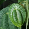 Pilea insolens ist sicherlich eine der schönsten Arten innerhalb der Gattung, die im Garten kultivierbar ist.