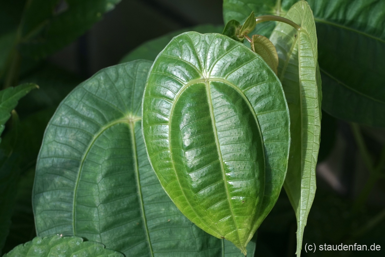Pilea insolens ist sicherlich eine der schönsten Arten innerhalb der Gattung, die im Garten kultivierbar ist.
