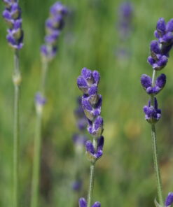 Auch die Knospen von Lavandula angustifolia 'Lumiére de Alpes' überzeugen.
