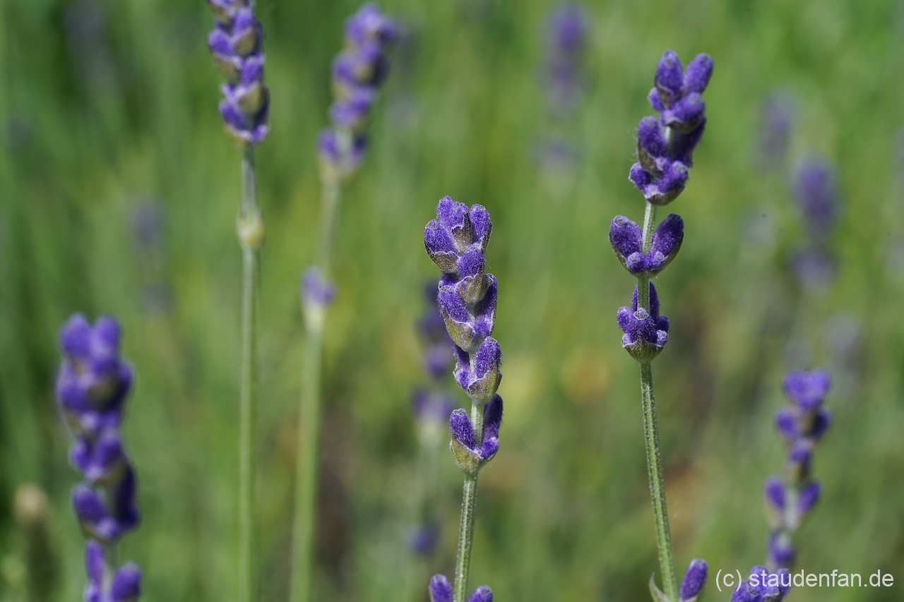 Auch die Knospen von Lavandula angustifolia 'Lumiére de Alpes' überzeugen.