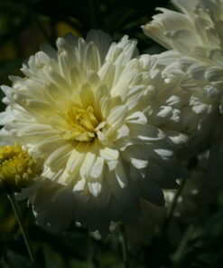 Chrysanthemum 'Kleiner Eisbär' zeigt sowohl halbgefüllte als auch voll gefüllte Blüten.