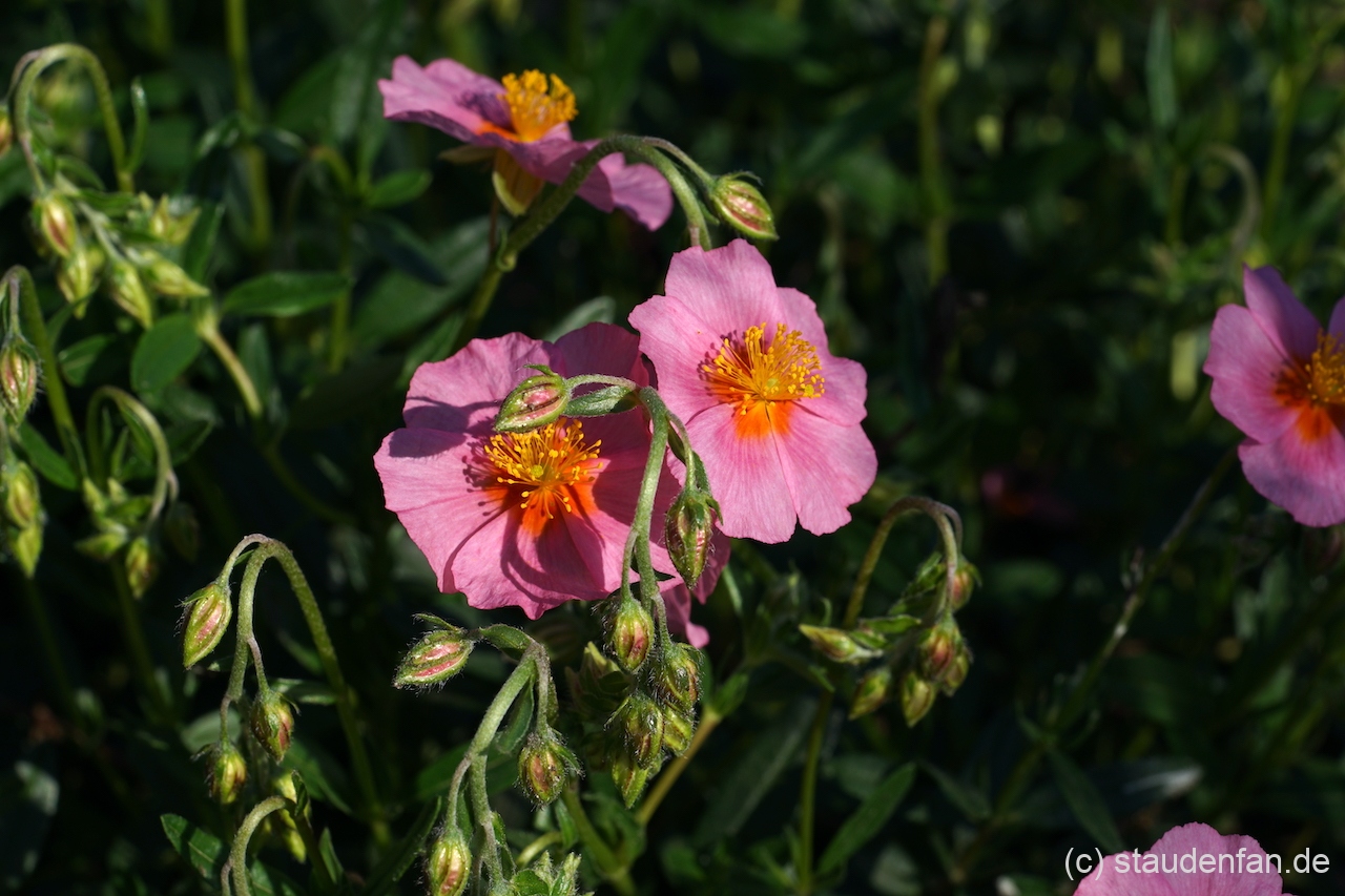 Die Blüten von Helianthemum 'Lawrenson's Pink' erinnern an die verwandten Zistrosen.