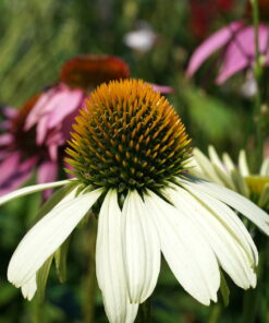 Echinacea purpurea 'Happy Star'.
