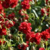 Helianthemum 'Amabile Plenum' ist auch unter den Namen 'Rubin' bekannt.
