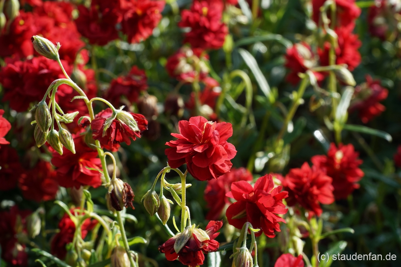 Helianthemum 'Amabile Plenum' ist auch unter den Namen 'Rubin' bekannt.