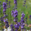 Lavandula angustifolia 'Lumiére de Alpes' zur Beginn der Blütezeit im Juni.