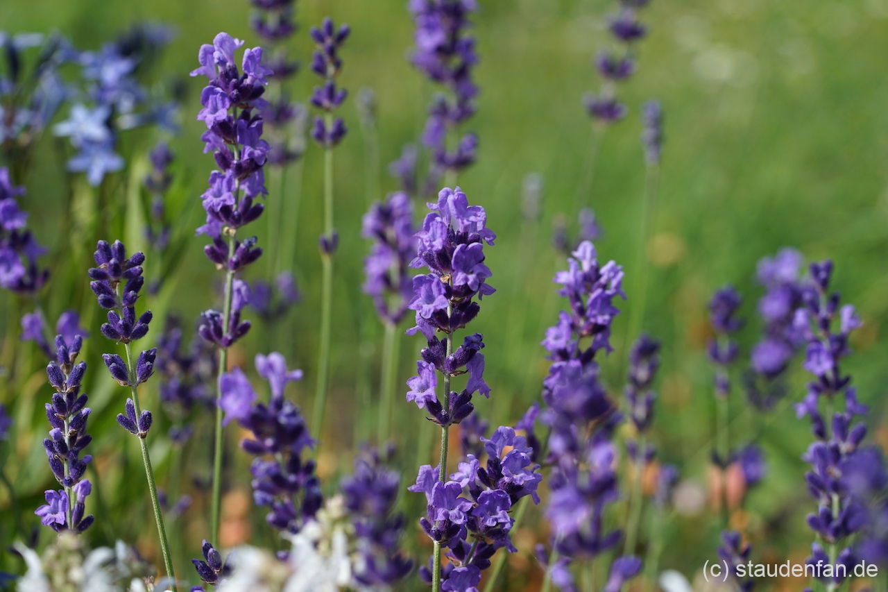 Lavandula angustifolia 'Lumiére de Alpes' zur Beginn der Blütezeit im Juni.