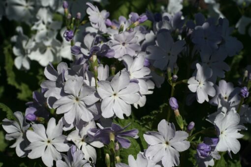 Primula sieboldii 'Kafajin' besticht durch klar zweifarbige Blüten.