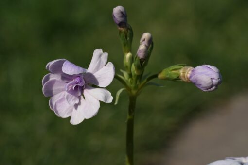 Primula sieboldii 'Kafajin' zeigt ab und an auch gefüllte Blüten.