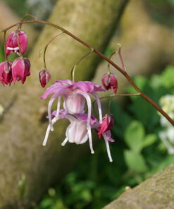 Epimedium grandiflorum 'Bicolor Giant'.