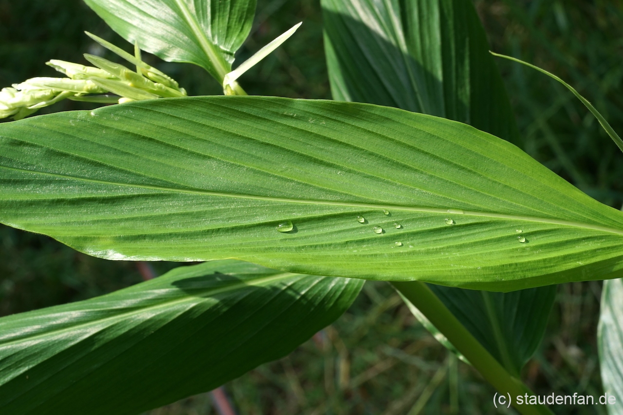 Globba clarkei SK10/18