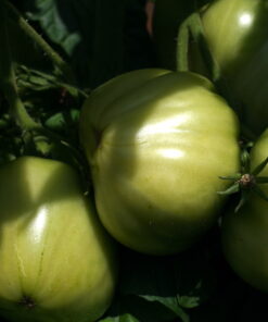 Auch die Früchte der Tomate 'Uluru Ochre' starten grün