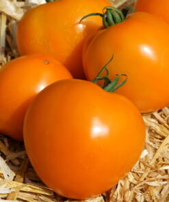 Buschtomate 'Gold Dust'.