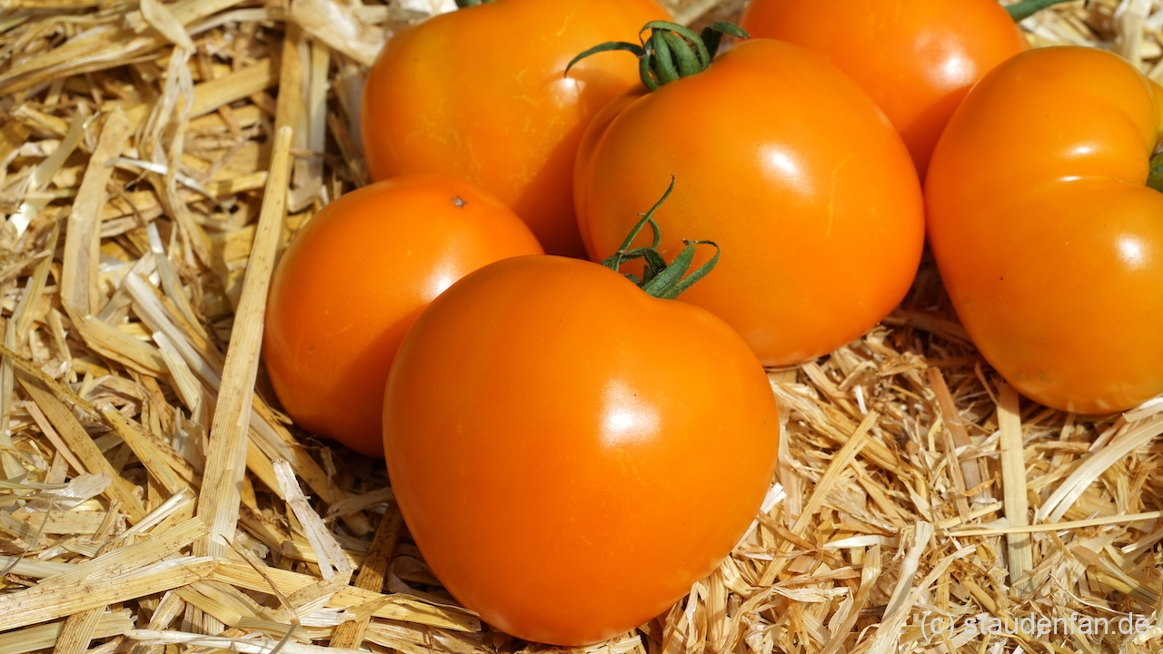 Buschtomate 'Gold Dust'.