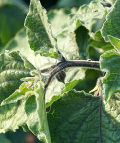 Das Laubwerk von Physalis peruviana 'Schönbrunner Gold'.