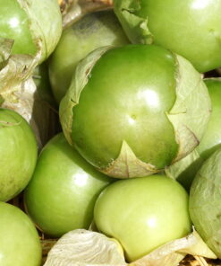 Der Tomatillo Physalis ixocarpa 'Plaza Latina Giant Green' bringt viele der großen Einzelfrüchte hervor.