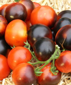 Die 'Blaue Zimmertomate' bildet je nach Sonneneinstrahlung welche die Früchte abbekommen rote oder schwarzblaue Tomaten.