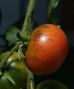 Die Cocktailtomate 'Napa Rosé' am Strauch.