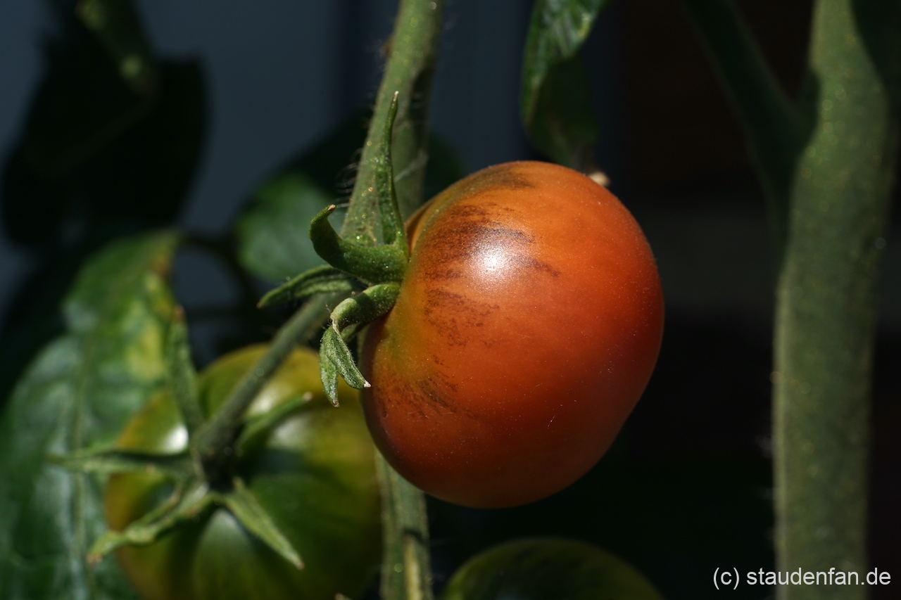 Die Cocktailtomate 'Napa Rosé' am Strauch.