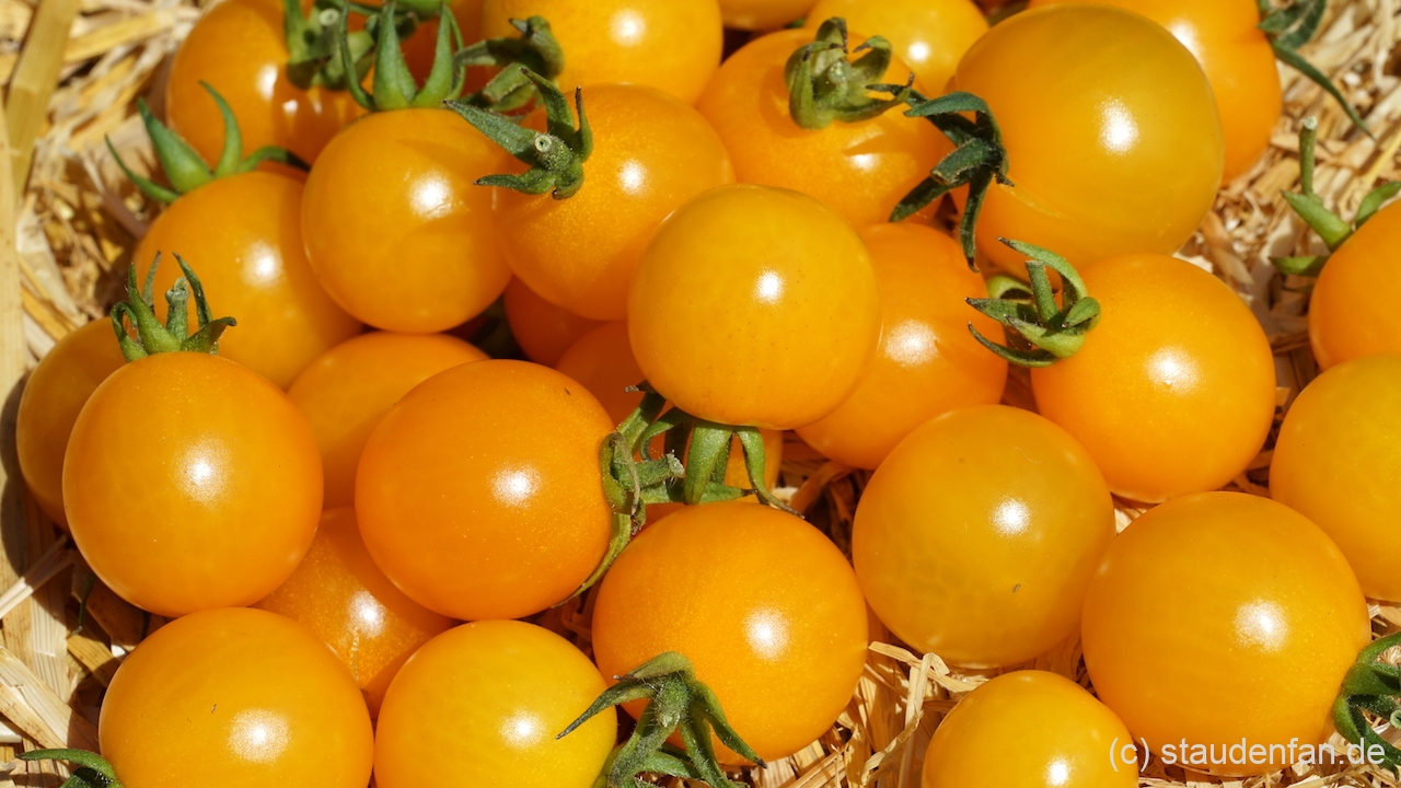 Die Früchte von 'Sunviva' sind süß und würzig zugleich.