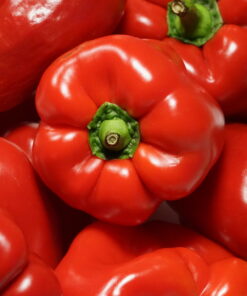 Die Paprikasorte 'Quadrato d' Asti Rosso' ist sowohl in der Provence als auch in Nortitalien wegen der frühen Reife sehr beliebt.