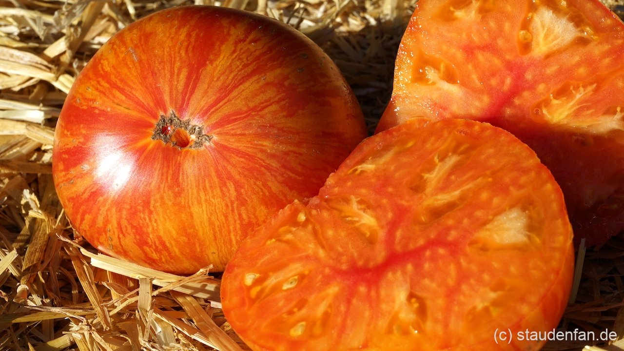Die Tomate 'Dwarf Confetti' gehört sicherlich zu den buntesten Buschtomaten.