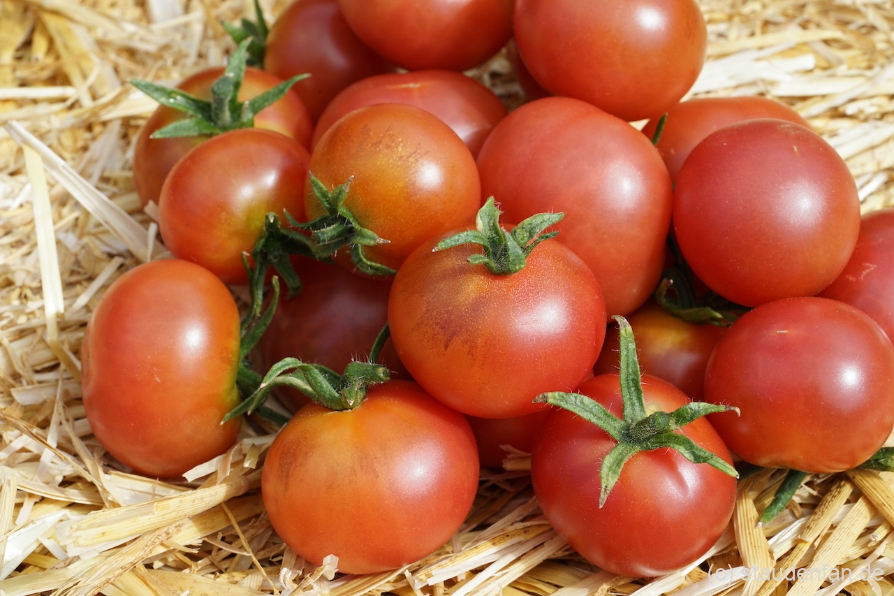 Die Tomate 'Napa Rosé' zeigt oft leichte Anthocyan-Sprenkel auf ihren Schultern.