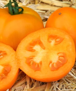 Die ertragreiche Buschtomate 'Gold Dust'.