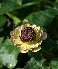 Ficaria verna 'Crimson Damson' besitzt rötliche äußere Blütenblätter.