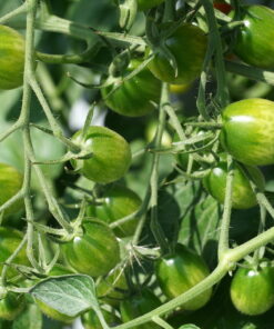 Noch unreife Früchte der Tomate 'Pomodorini di Sardegna'.