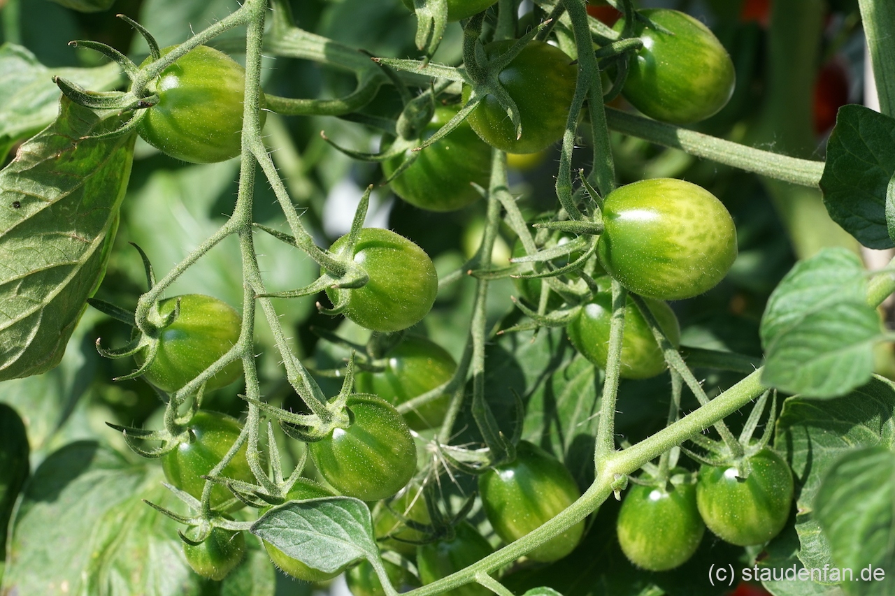 Noch unreife Früchte der Tomate 'Pomodorini di Sardegna'.