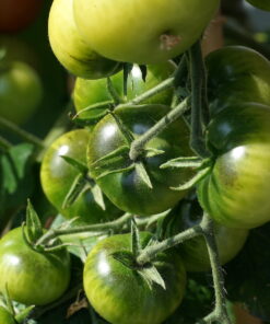 Noch unreife Früchte der Tomatensorte 'Napa Rosé'.