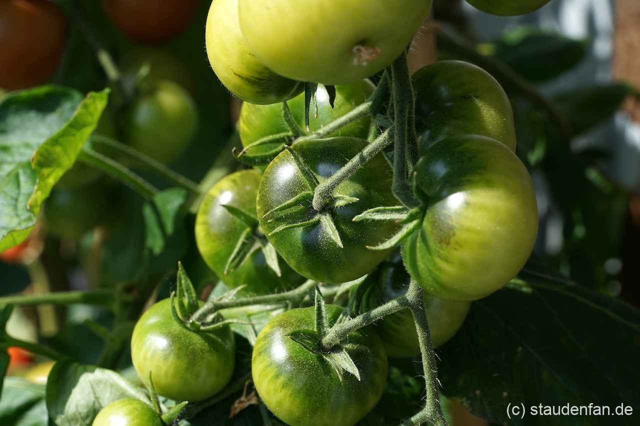 Noch unreife Früchte der Tomatensorte 'Napa Rosé'.